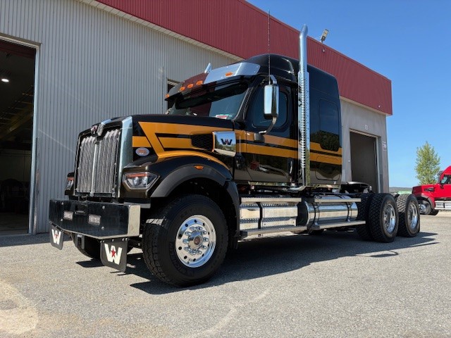 WT8488 WESTERN 49X 2026 GOLD ET NOIR